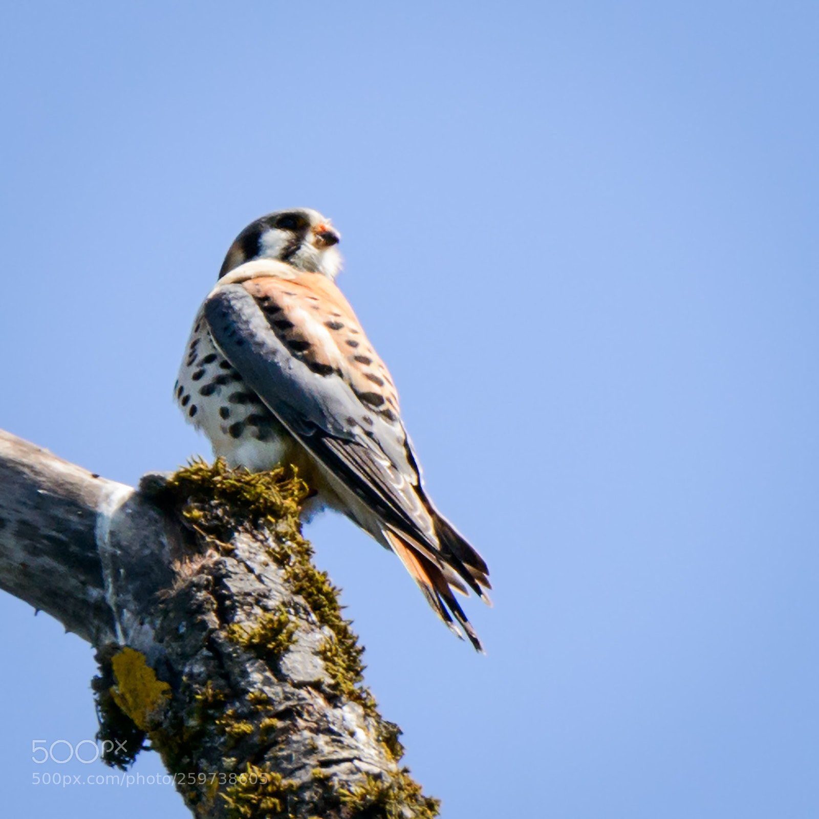 Nikon D800 sample photo. American kestrel photography