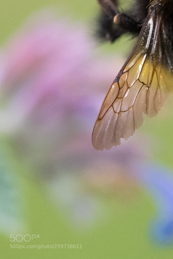 Nikon D750 sample photo. Bumble-bee wing photography