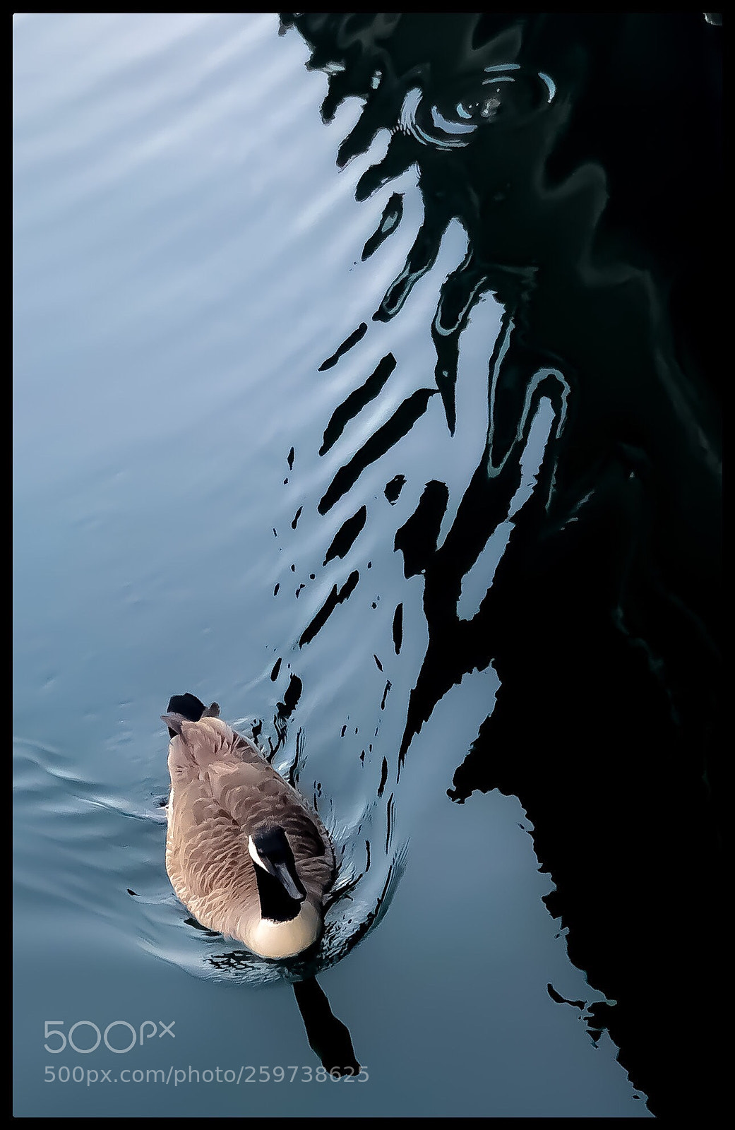 Apple iPhone X sample photo. Yin duck photography