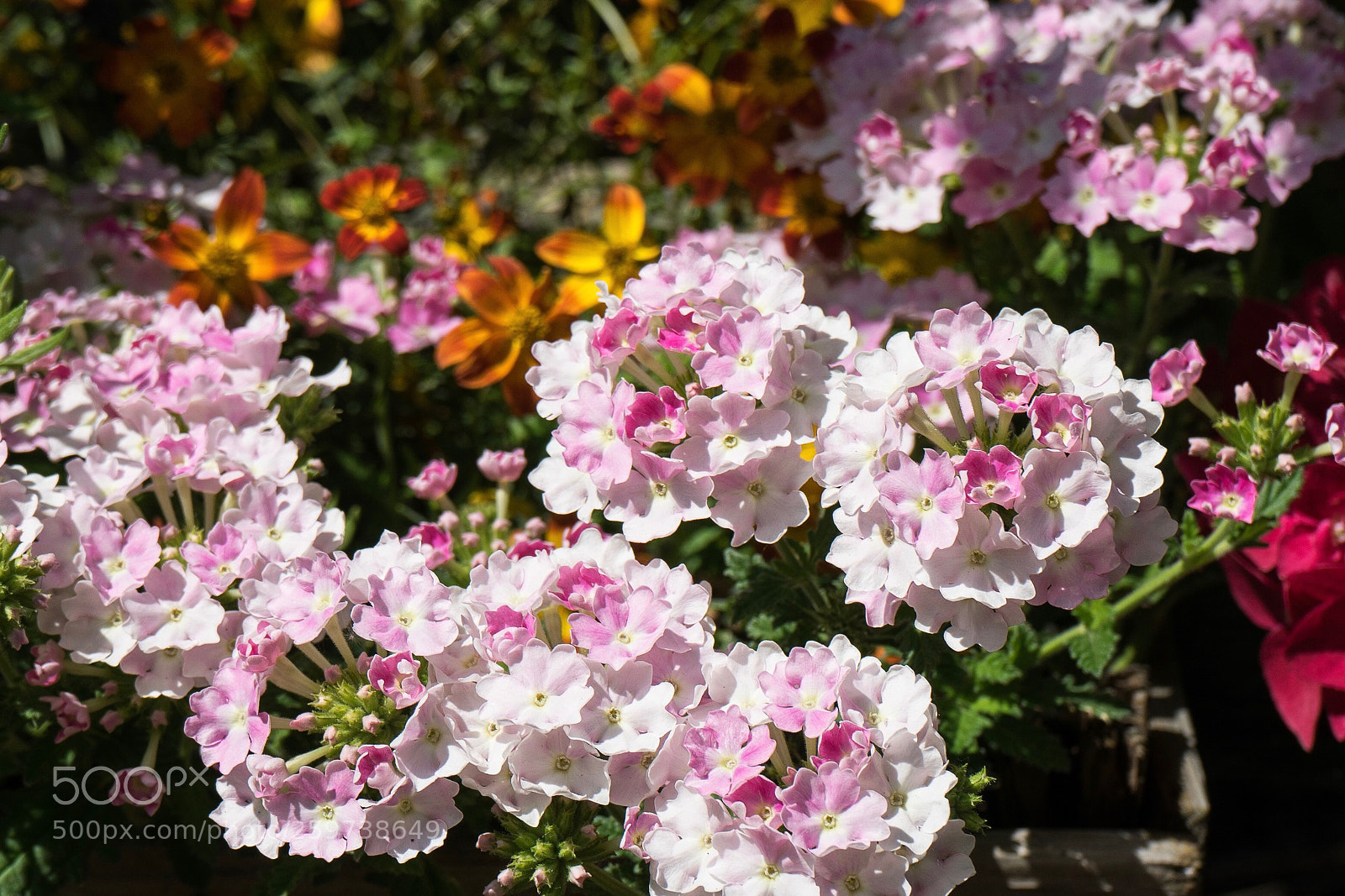 Sony a7 sample photo. Flower power photography