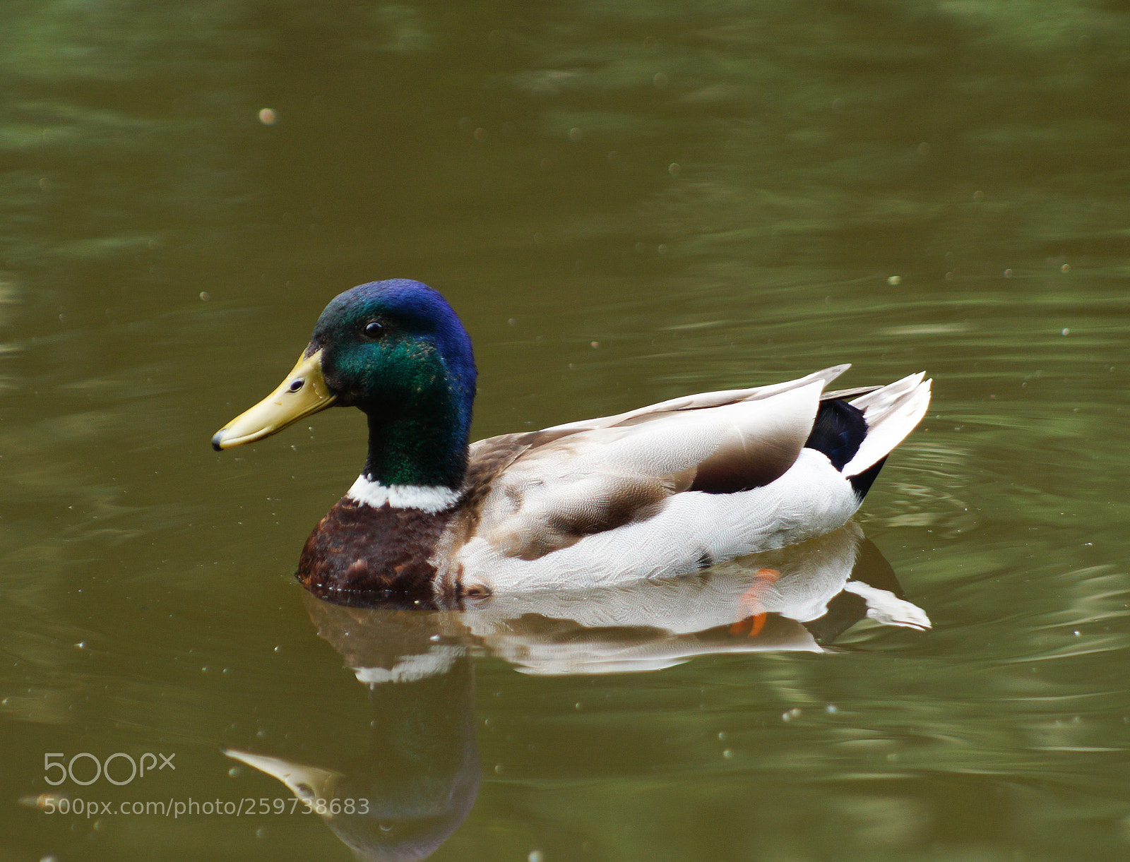 Sony SLT-A58 sample photo. Dsc photography