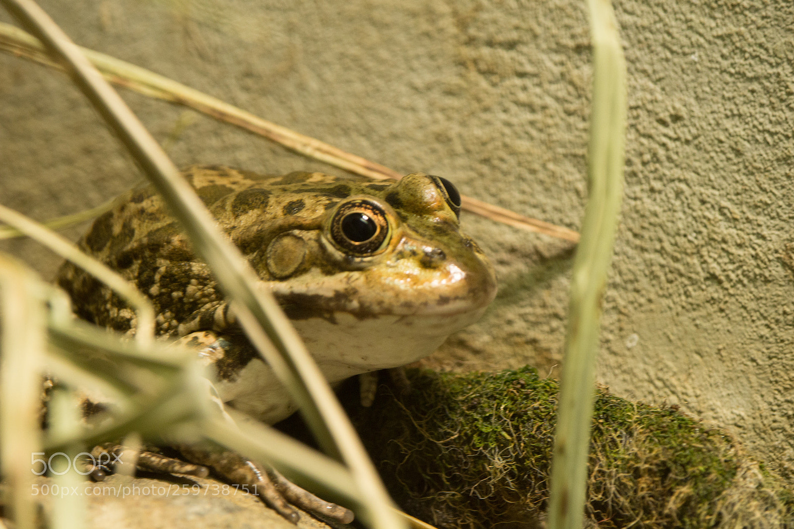 Canon EOS 100D (EOS Rebel SL1 / EOS Kiss X7) sample photo. Frog photography