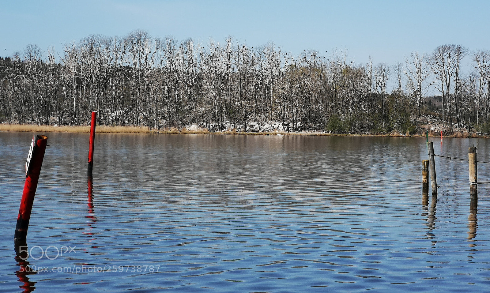 HUAWEI CLT-L29 sample photo. Bird isle photography