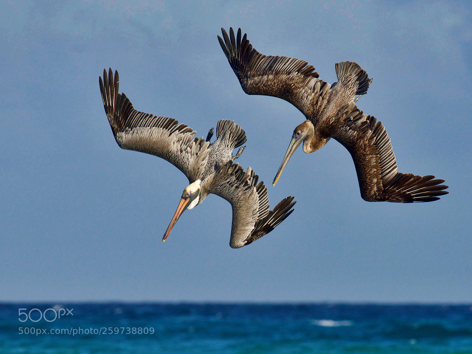Nikon D810 sample photo. Diving pelicans photography