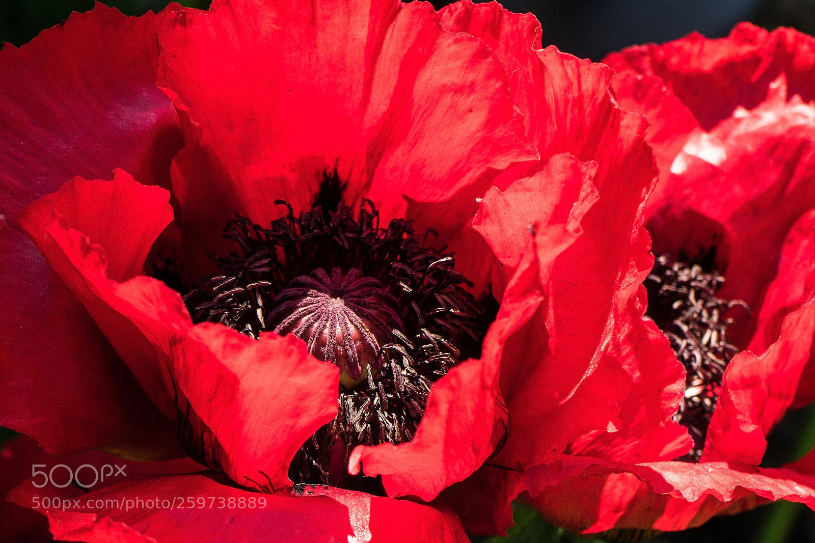 Sony a7 sample photo. Red bloom photography