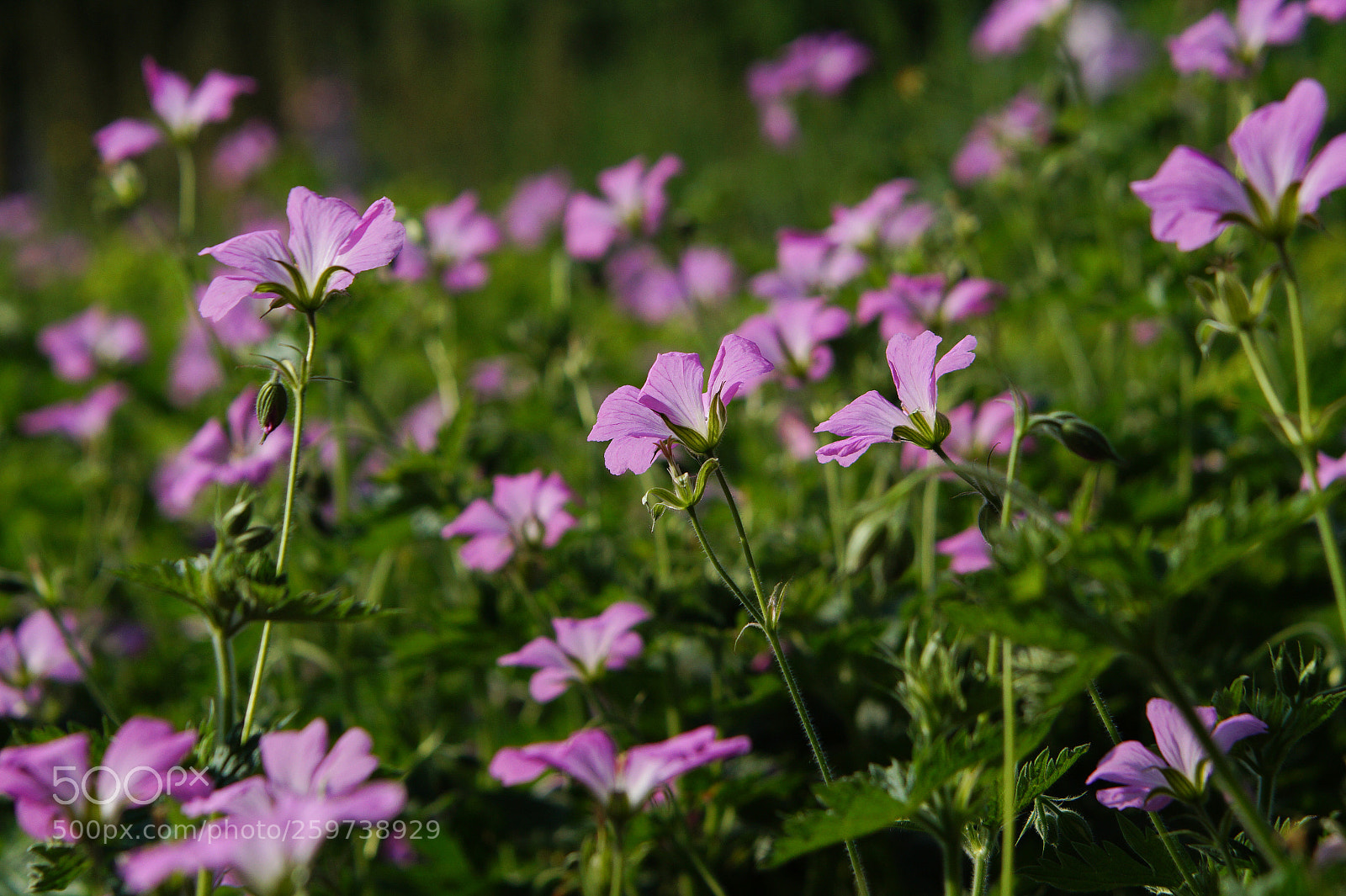 Sony SLT-A58 sample photo. Dsc photography