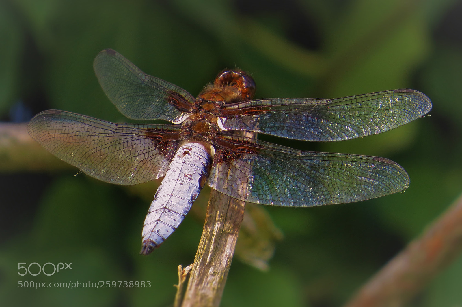Canon PowerShot SX50 HS sample photo. Beautiful dragon-fly () photography