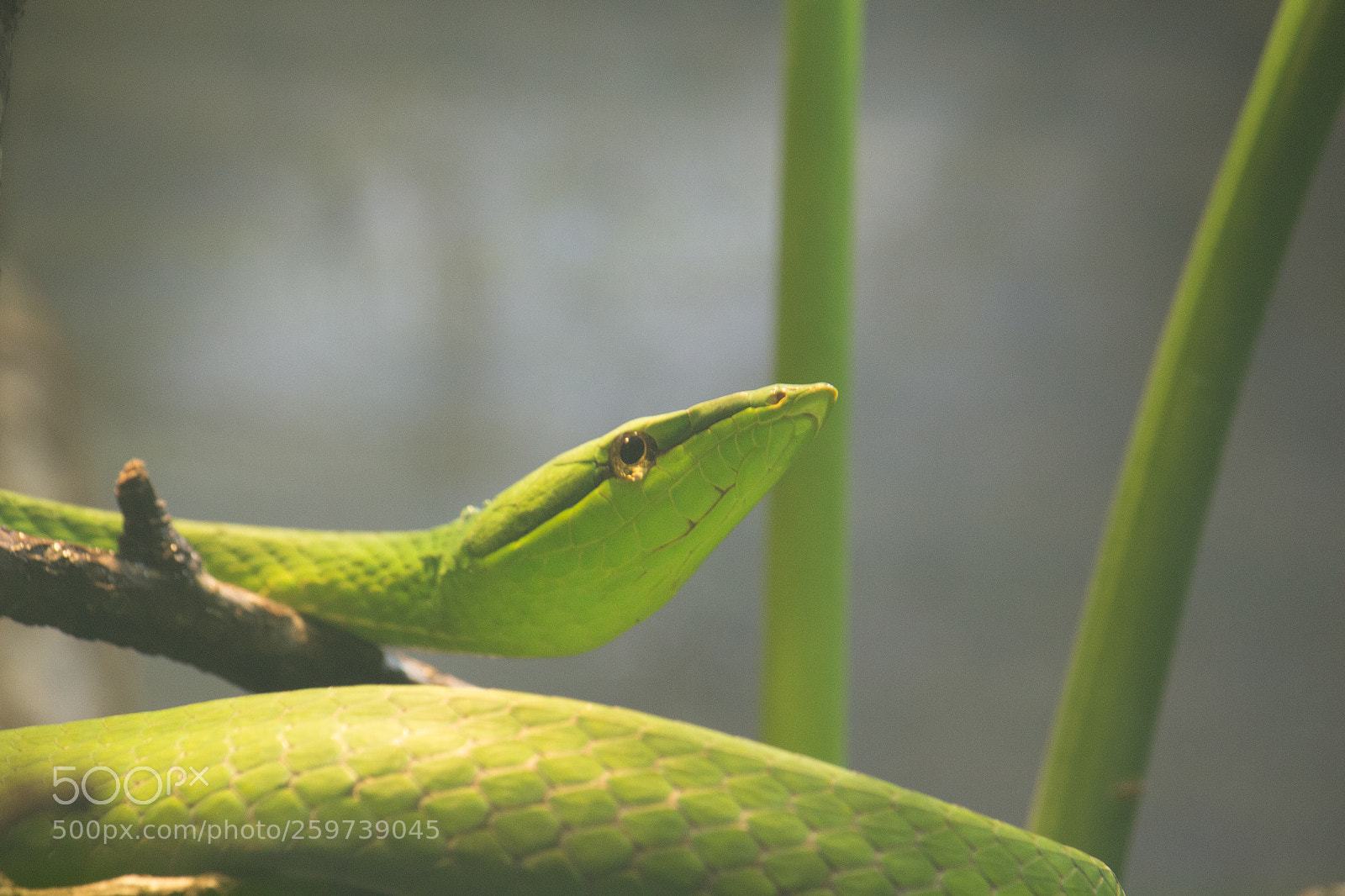 Canon EOS 100D (EOS Rebel SL1 / EOS Kiss X7) sample photo. Mexican vine snake photography