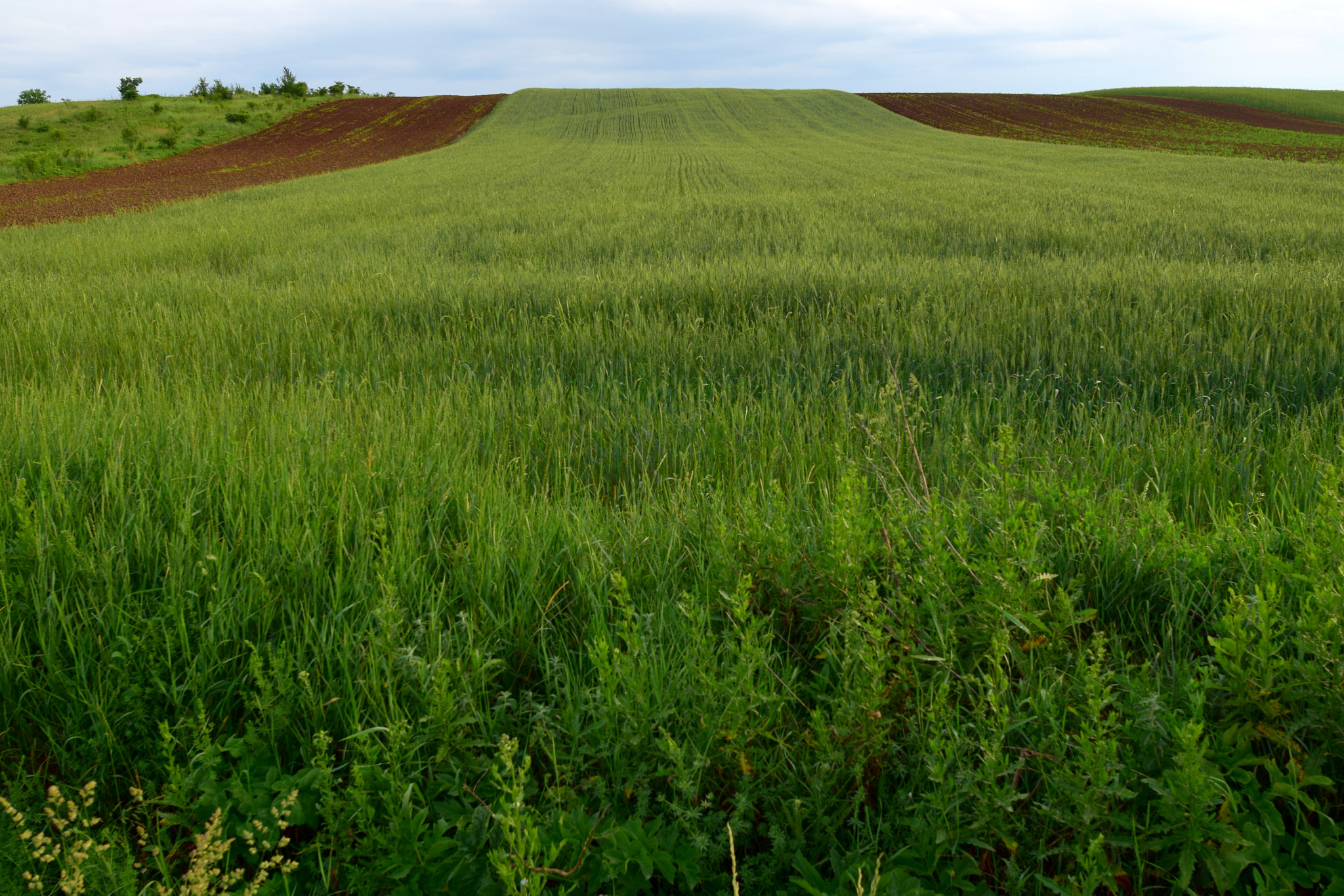 Nikon AF-S Nikkor 20mm F1.8G ED sample photo. All green photography