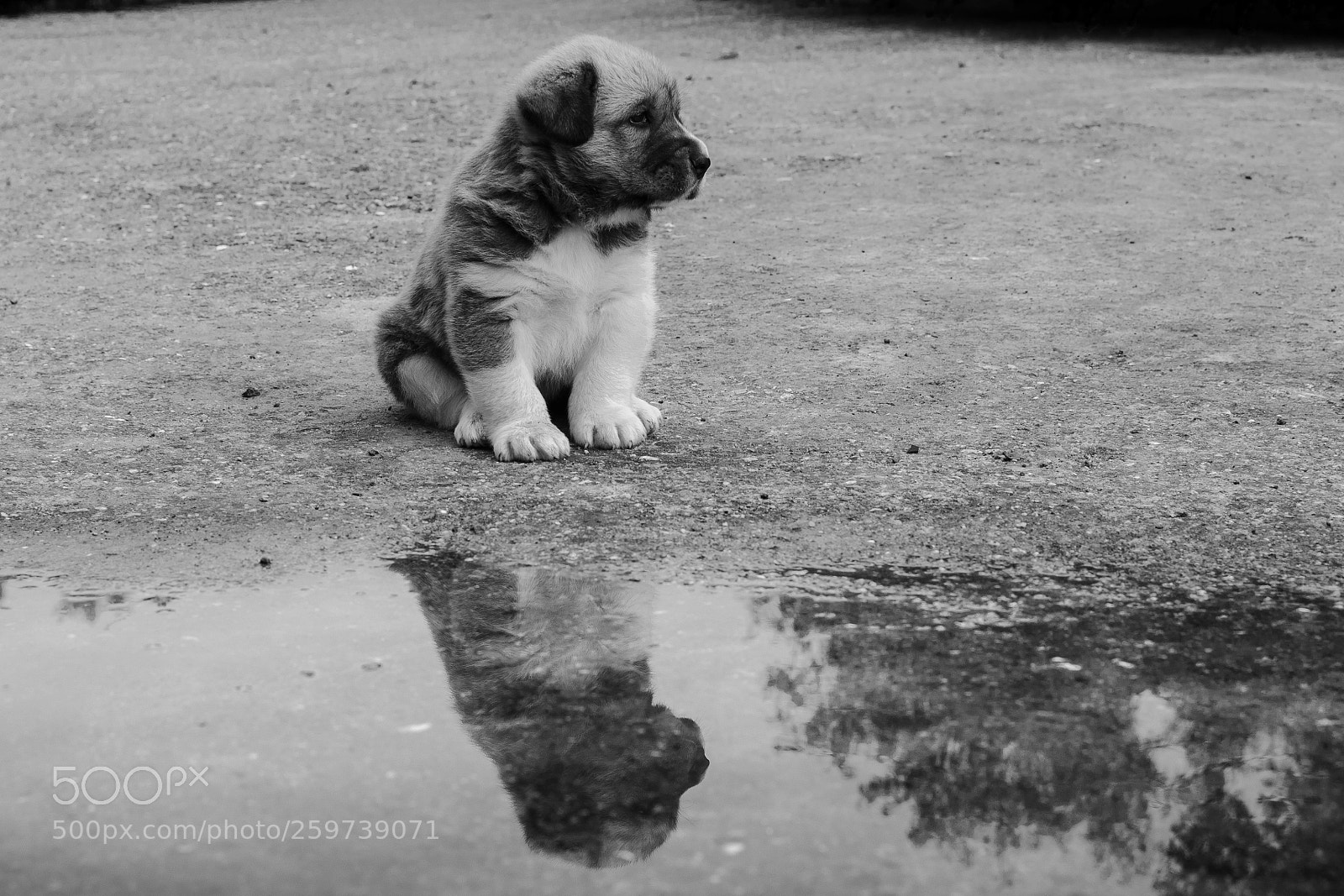 Nikon D5100 sample photo. Dog photography