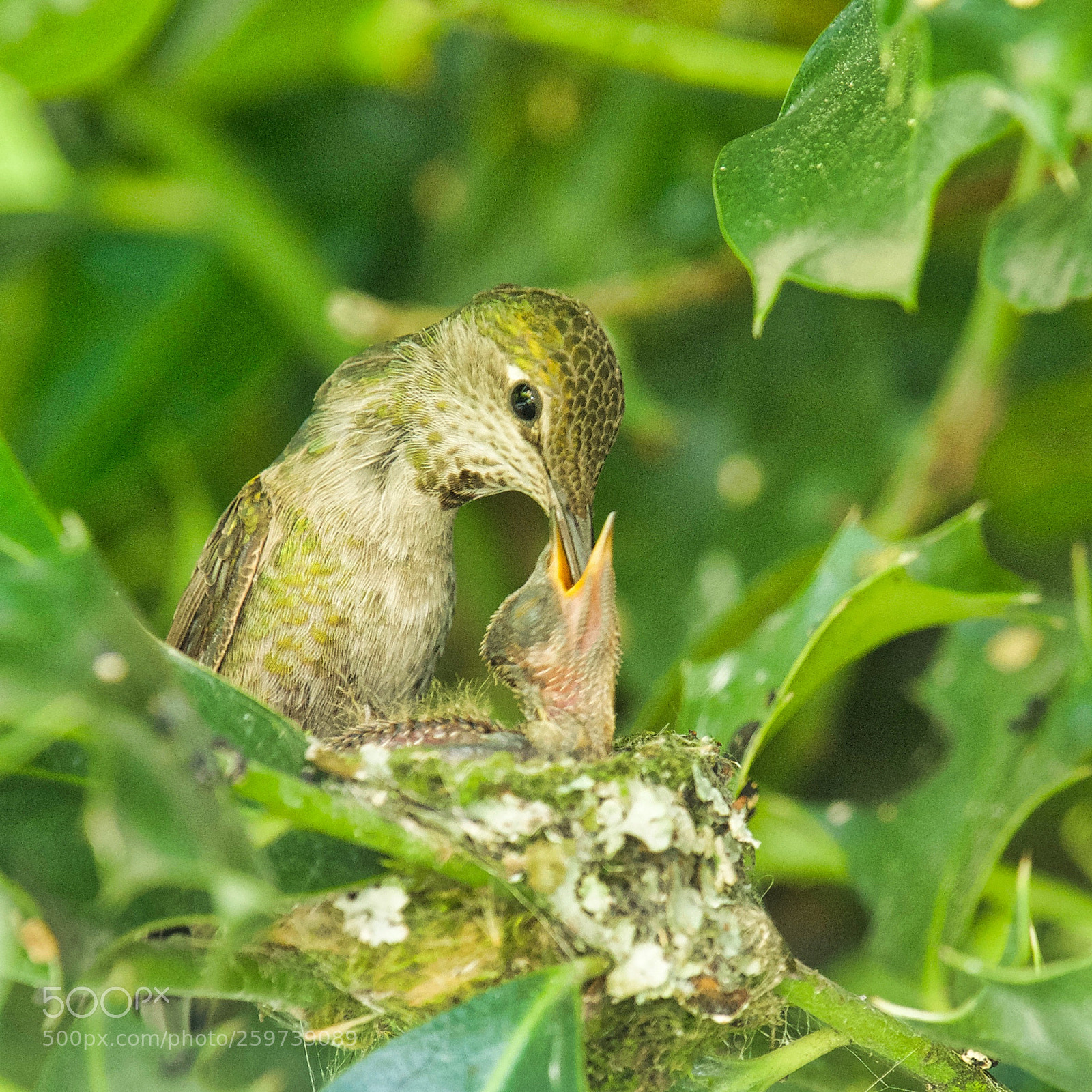 Nikon D800 sample photo. Anna's hummingbird photography
