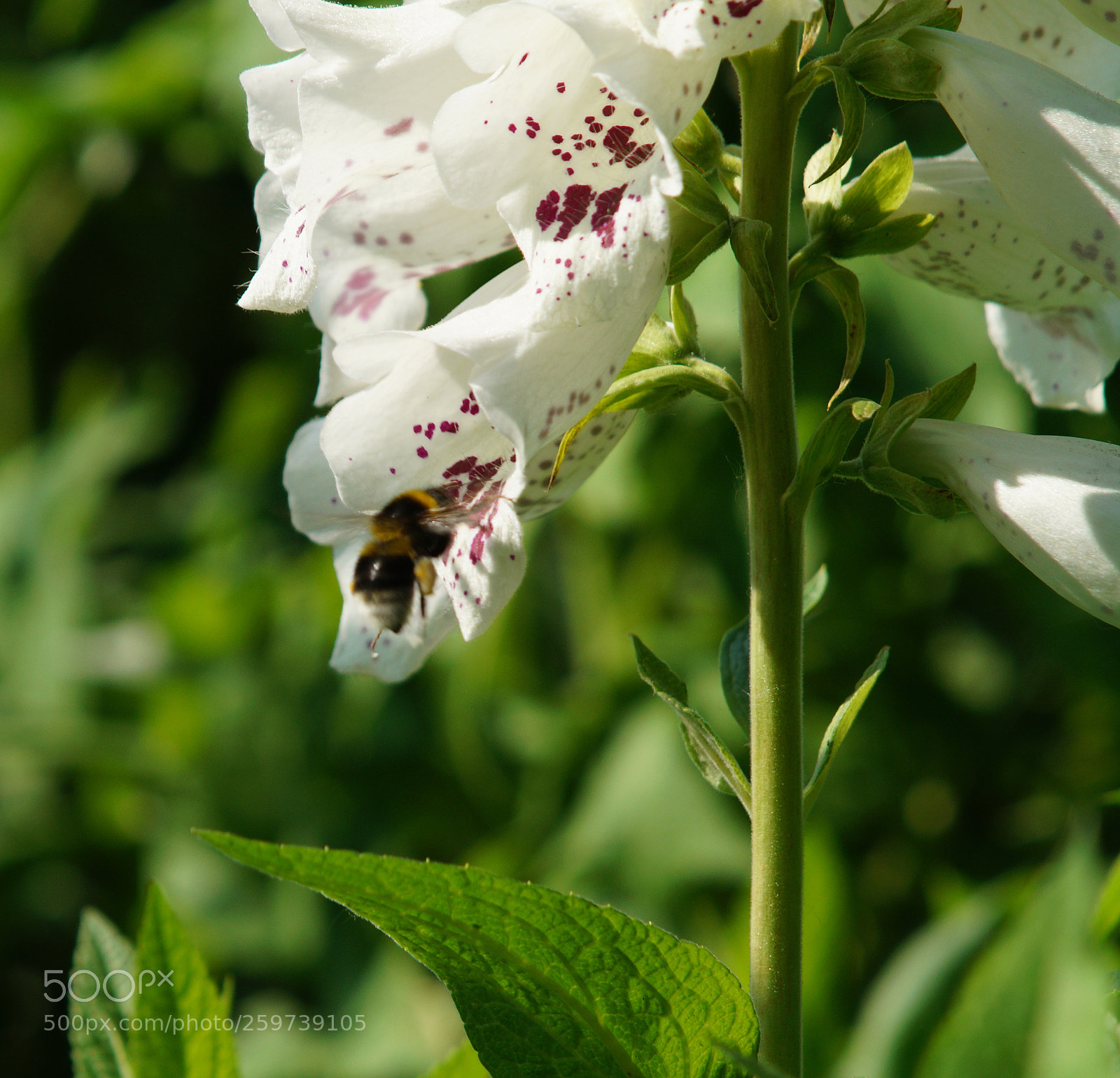 Sony SLT-A58 sample photo. Dsc photography