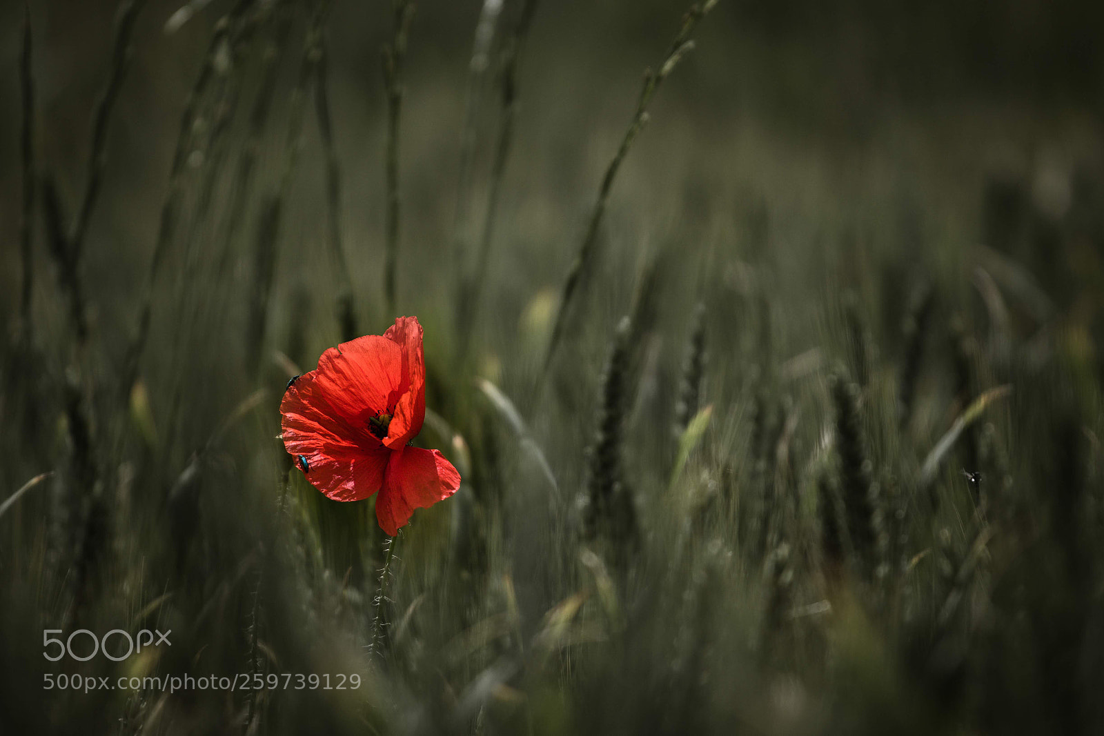 Canon EOS 80D sample photo. La soledad de la photography