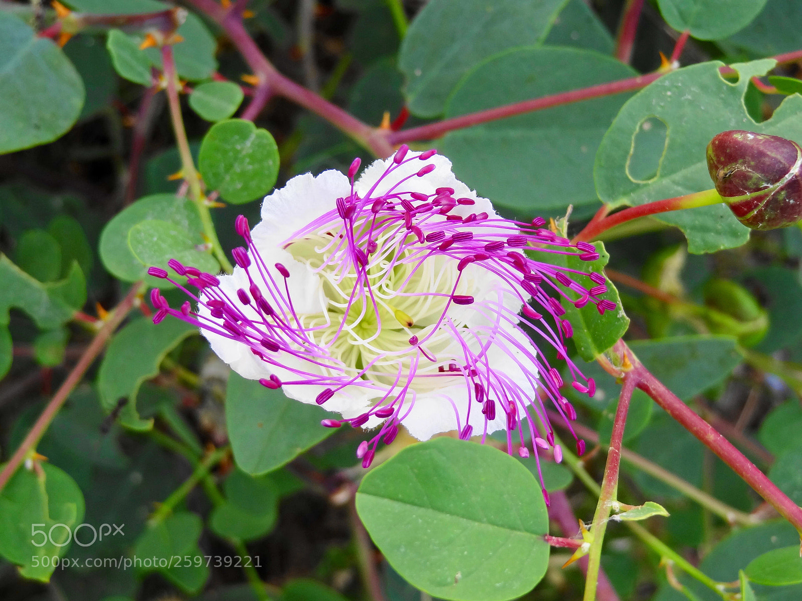 Sony Cyber-shot DSC-HX9V sample photo. Flowers photography