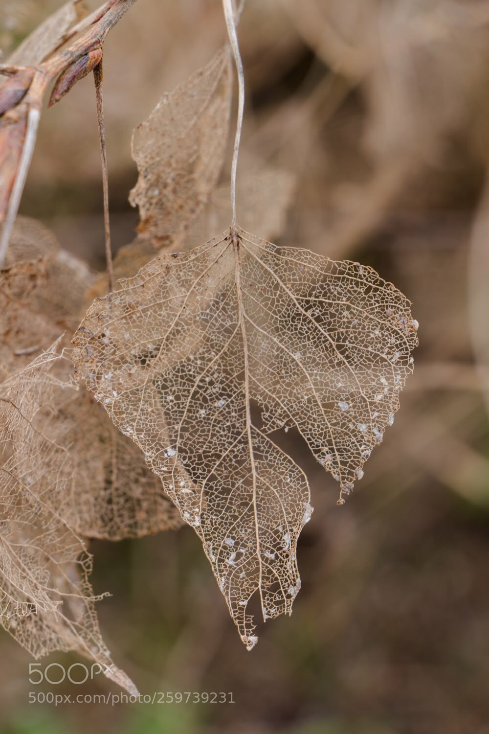 Canon EOS 700D (EOS Rebel T5i / EOS Kiss X7i) sample photo. Fragility  photography