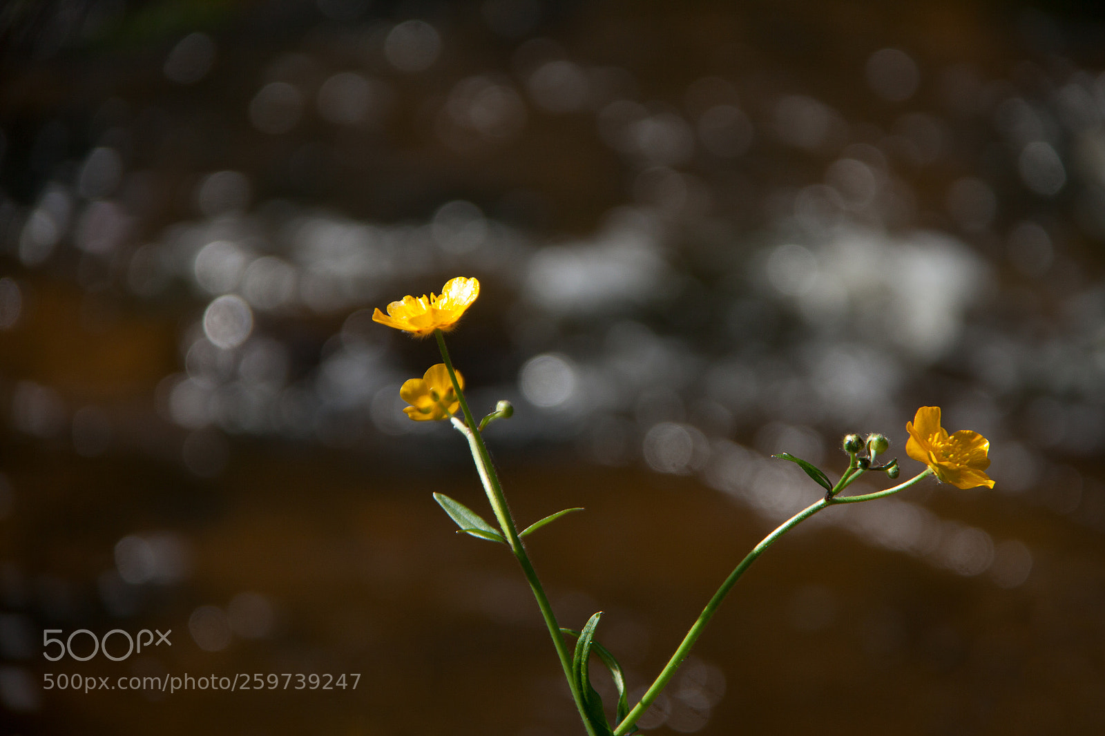 Canon EOS 50D sample photo. Sun's play photography