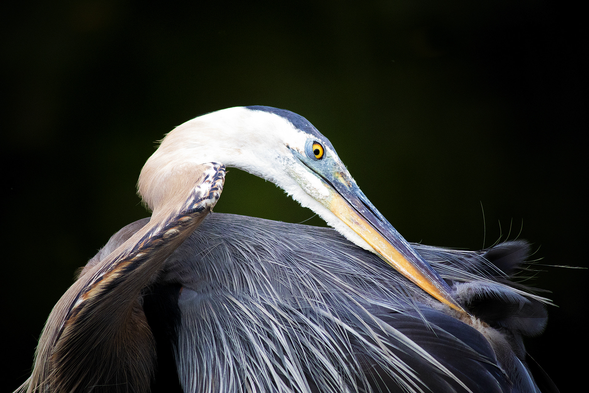 Canon EOS 800D (EOS Rebel T7i / EOS Kiss X9i) sample photo. Blue heron adjusting feathers photography