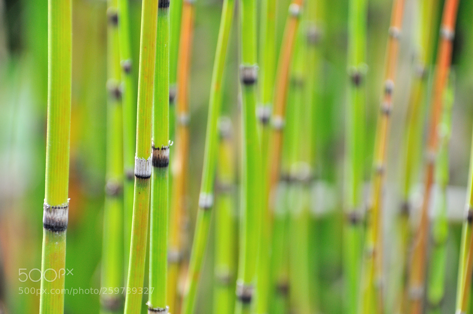 Nikon D90 sample photo. Nice lines photography