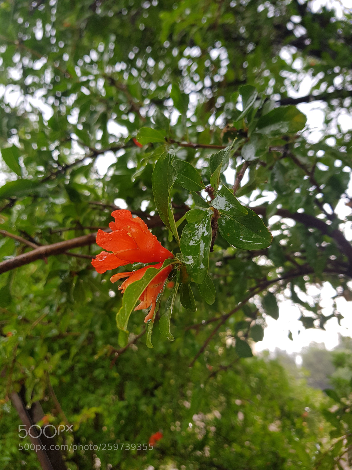 Samsung Galaxy S8 sample photo. Untitled photography