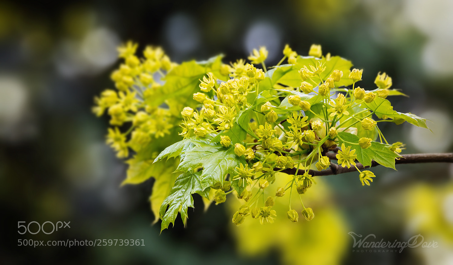Nikon D3200 sample photo. Spring mood photography