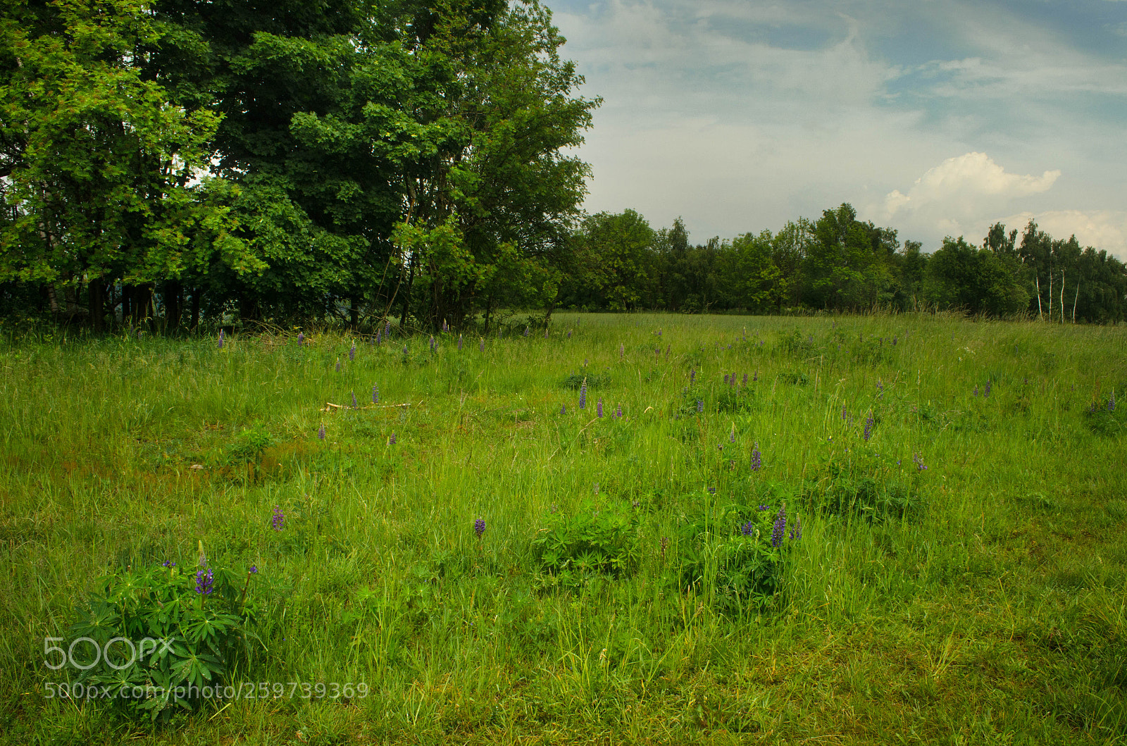 Nikon D5100 sample photo. Louka s lupinou meadow photography
