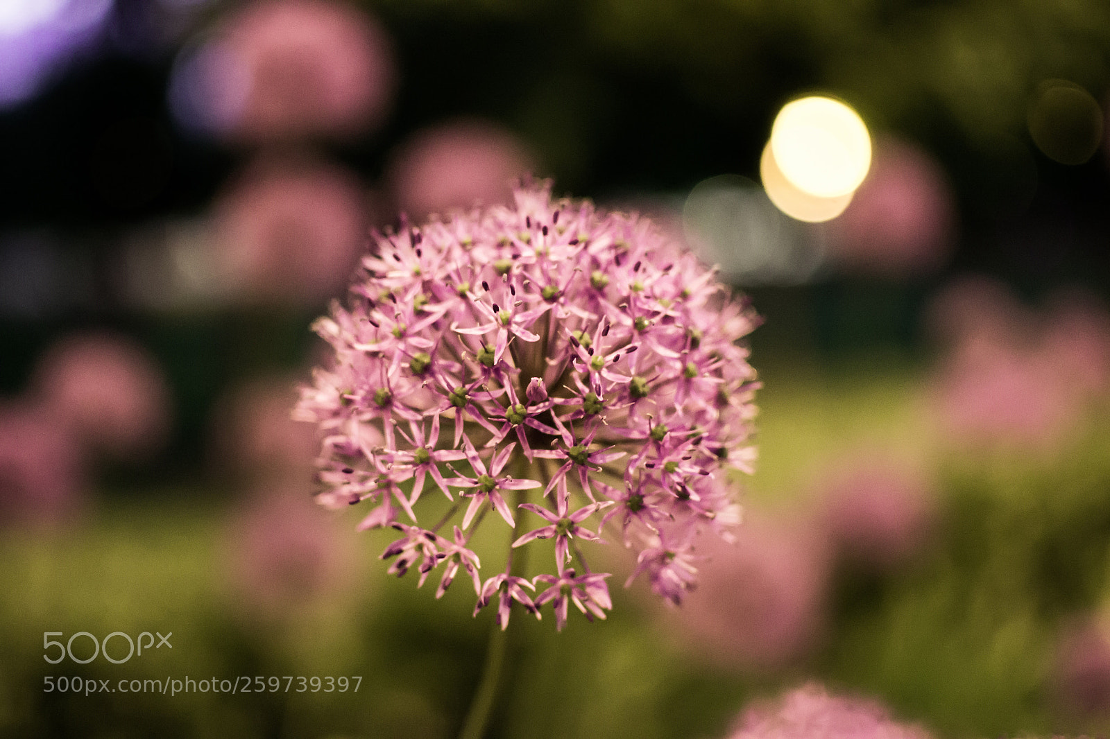 Nikon D3100 sample photo. Flower photography