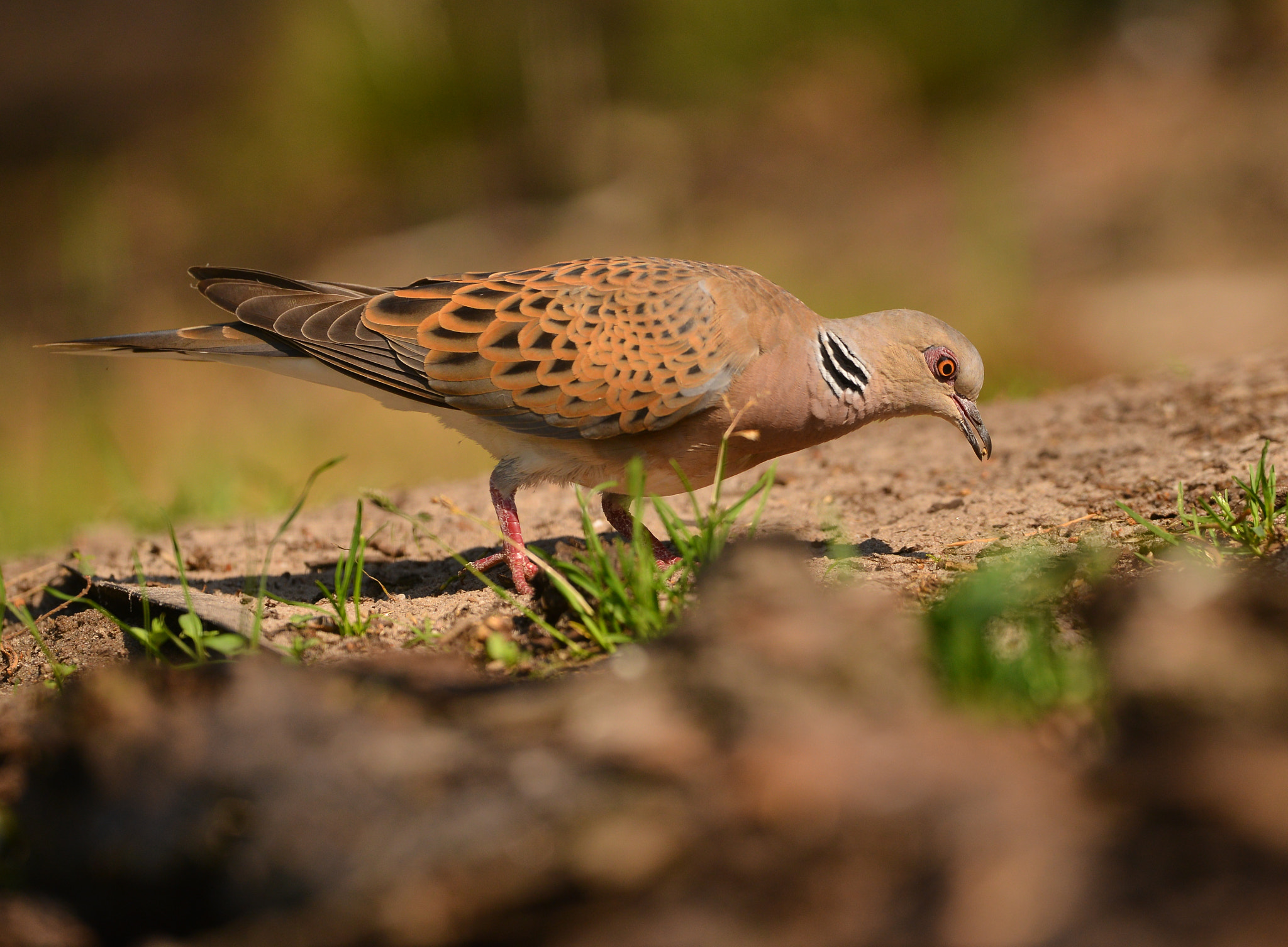 Nikon D600 + Nikon AF-S Nikkor 500mm F4G ED VR sample photo. Zomertaling photography