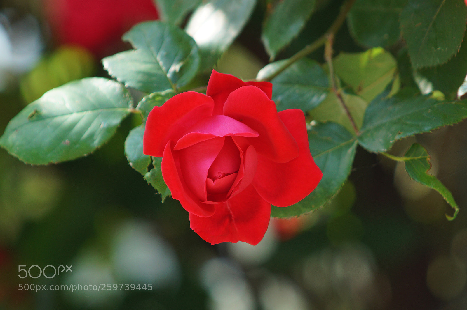 Sony SLT-A58 sample photo. Dsc photography