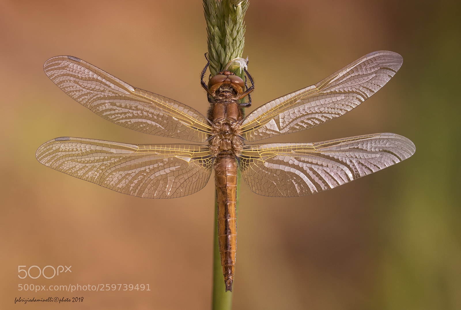 Canon EOS 7D Mark II sample photo. Libellula fulva photography