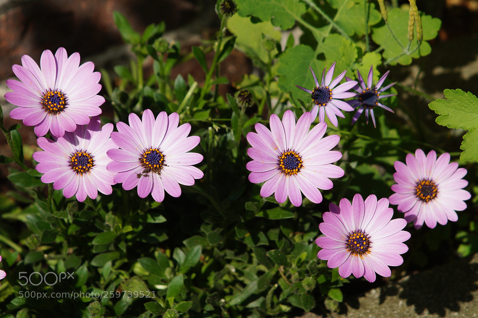 Sony SLT-A58 sample photo. Dsc photography