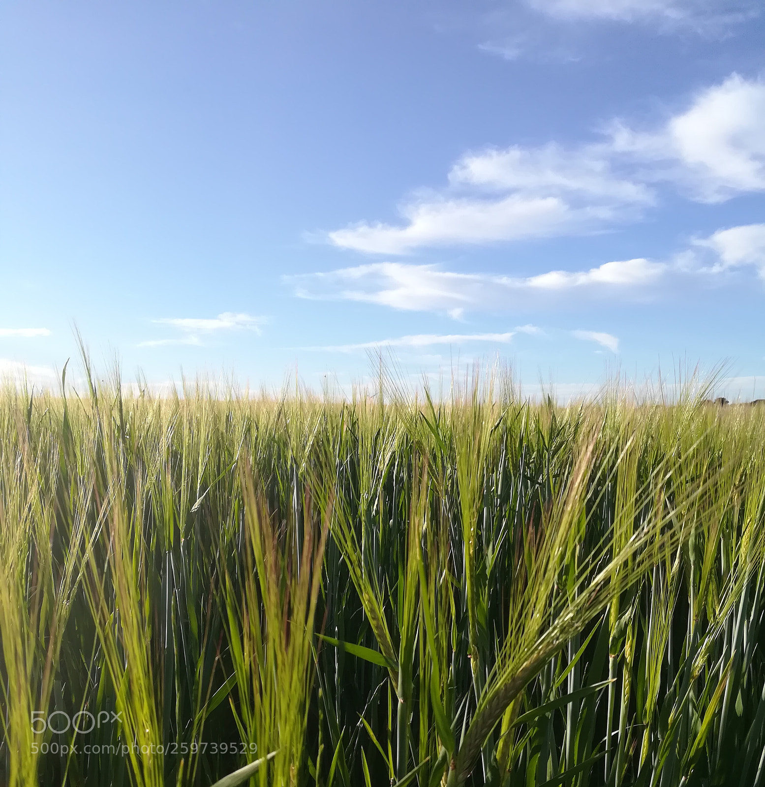 HUAWEI P10 lite sample photo. Green is the other photography