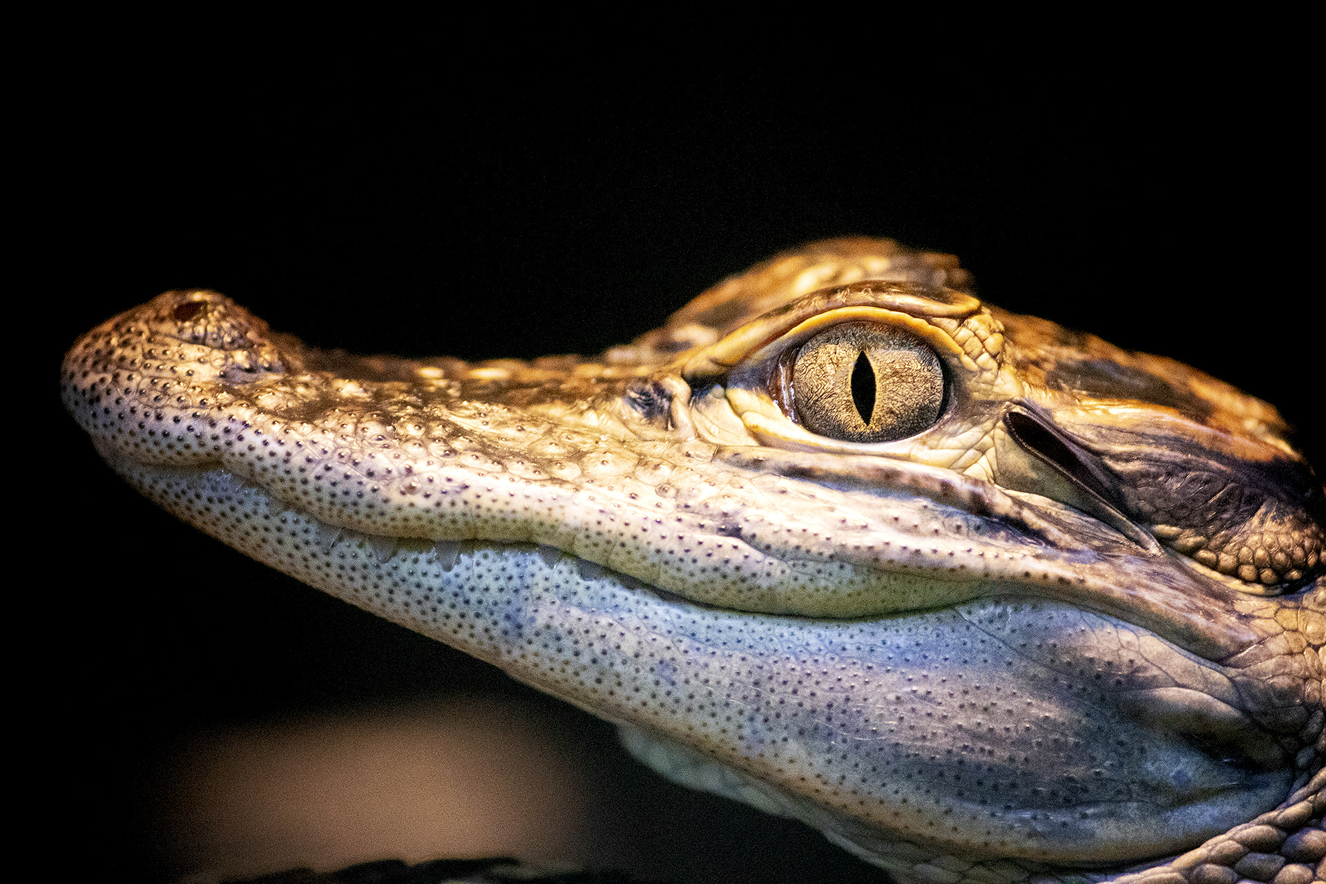 Canon EOS 800D (EOS Rebel T7i / EOS Kiss X9i) sample photo. Young alligator close-up photography