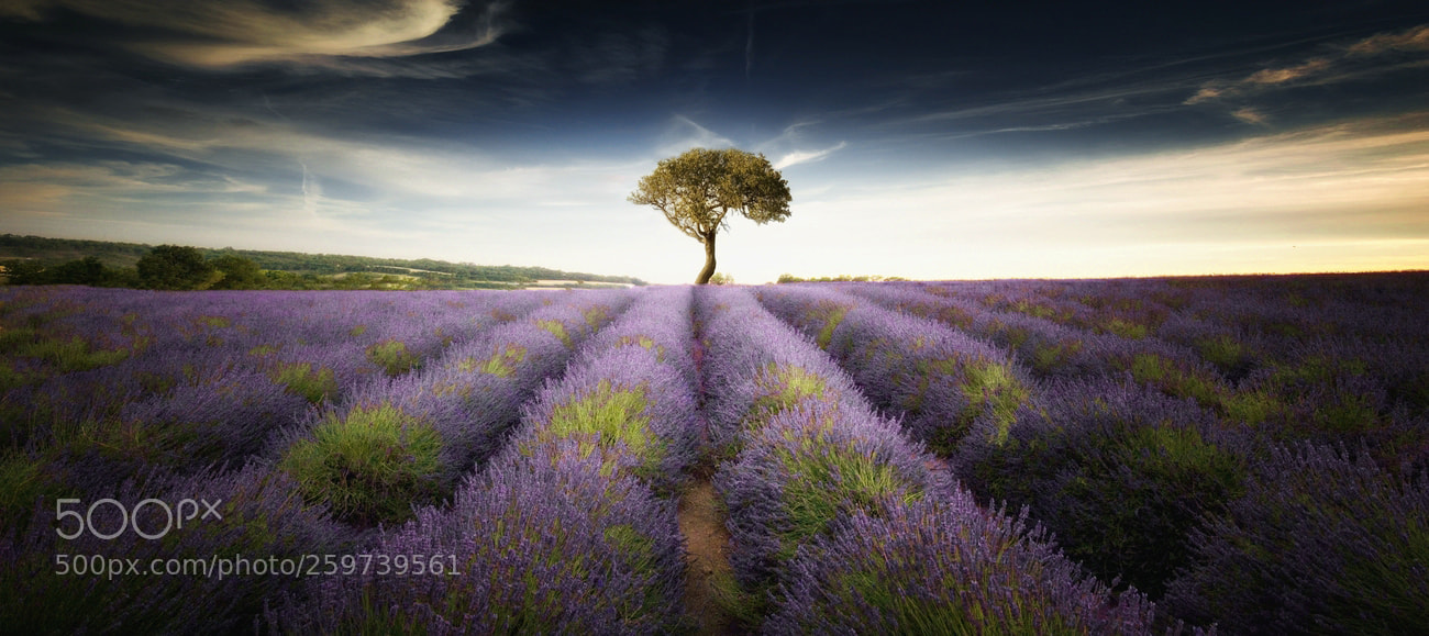 Canon EOS 6D sample photo. Lavender & tree photography