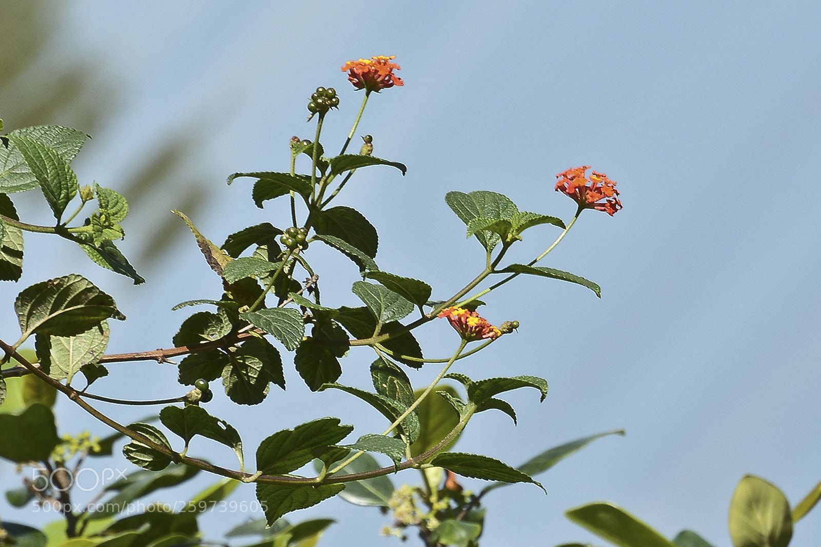 Nikon D7100 sample photo. Detalhes simples que embelezam. photography