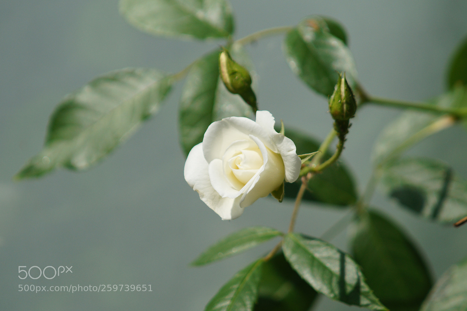Sony SLT-A58 sample photo. Dsc photography