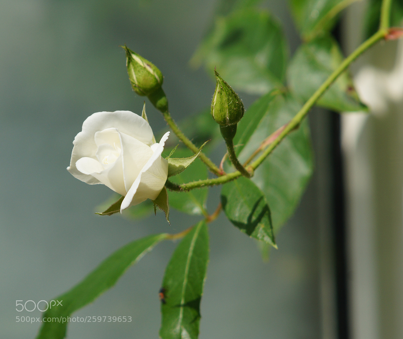Sony SLT-A58 sample photo. Dsc photography