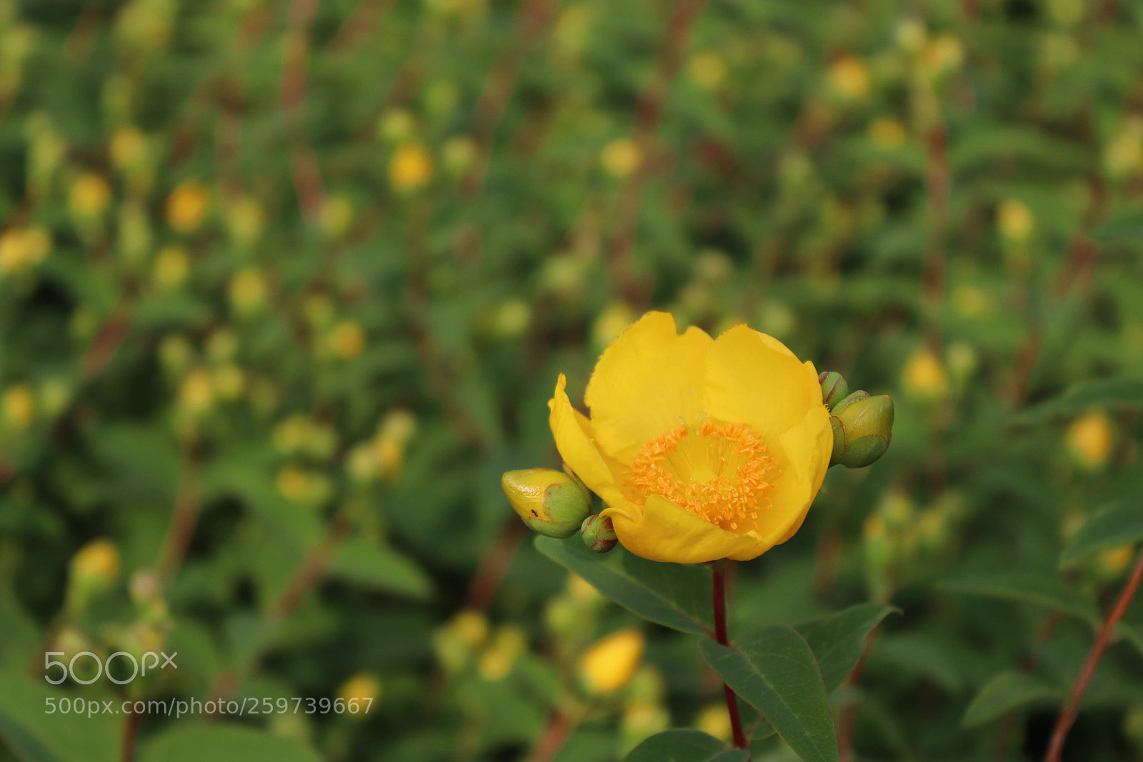 Canon EOS 200D (EOS Rebel SL2 / EOS Kiss X9) sample photo. Yellow world photography