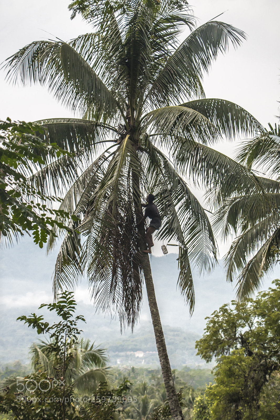 Canon EOS 70D sample photo. Coconut climber photography
