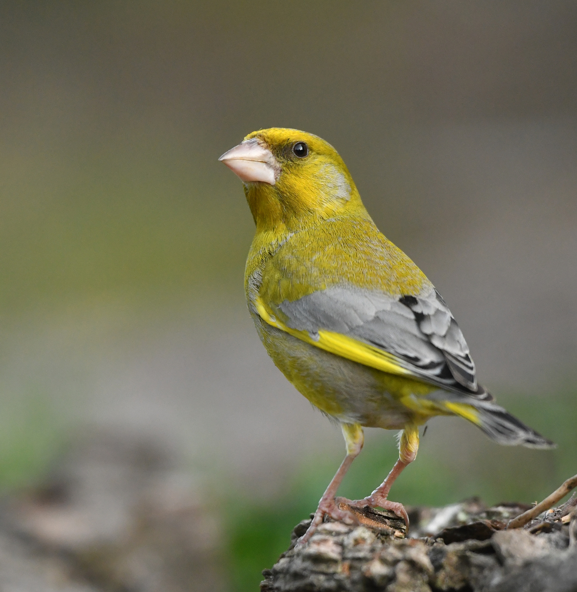 Nikon AF-S Nikkor 500mm F4G ED VR sample photo. Groenling photography