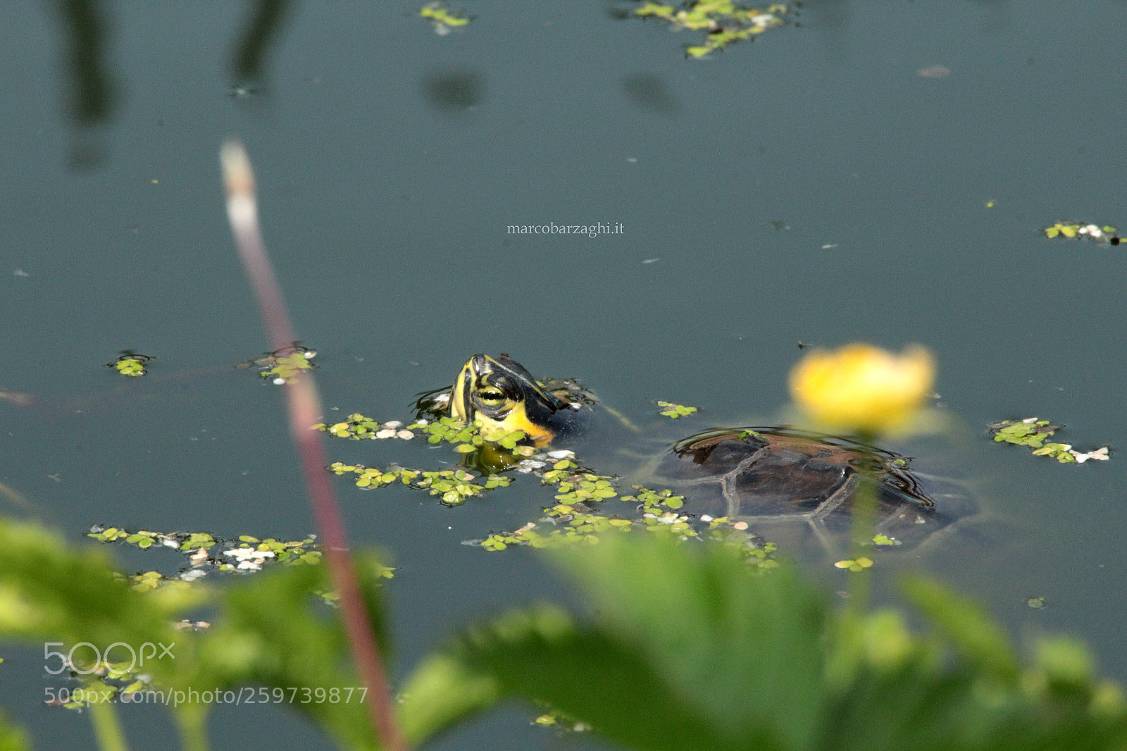 Canon EOS 600D (Rebel EOS T3i / EOS Kiss X5) sample photo. My turtles - suspiciously photography