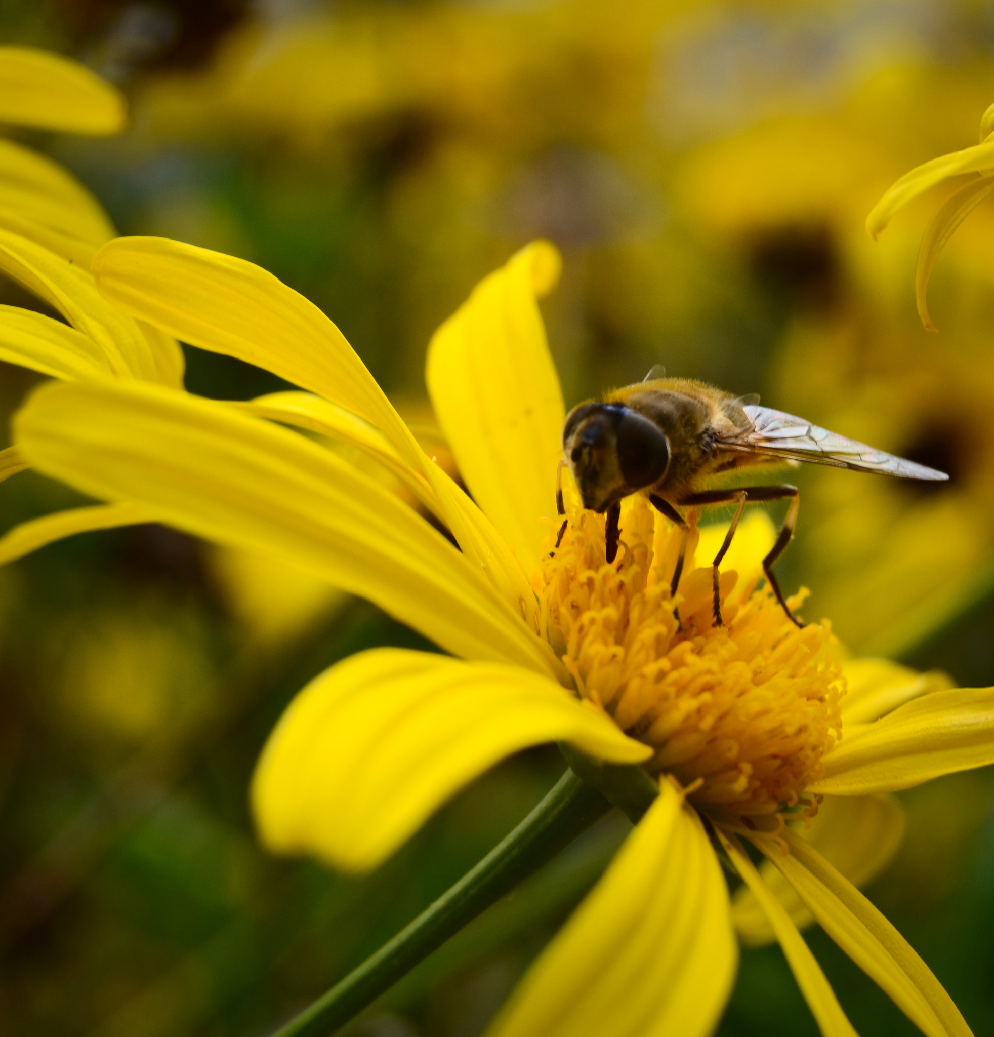 Nikon D3100 sample photo. Flor photography