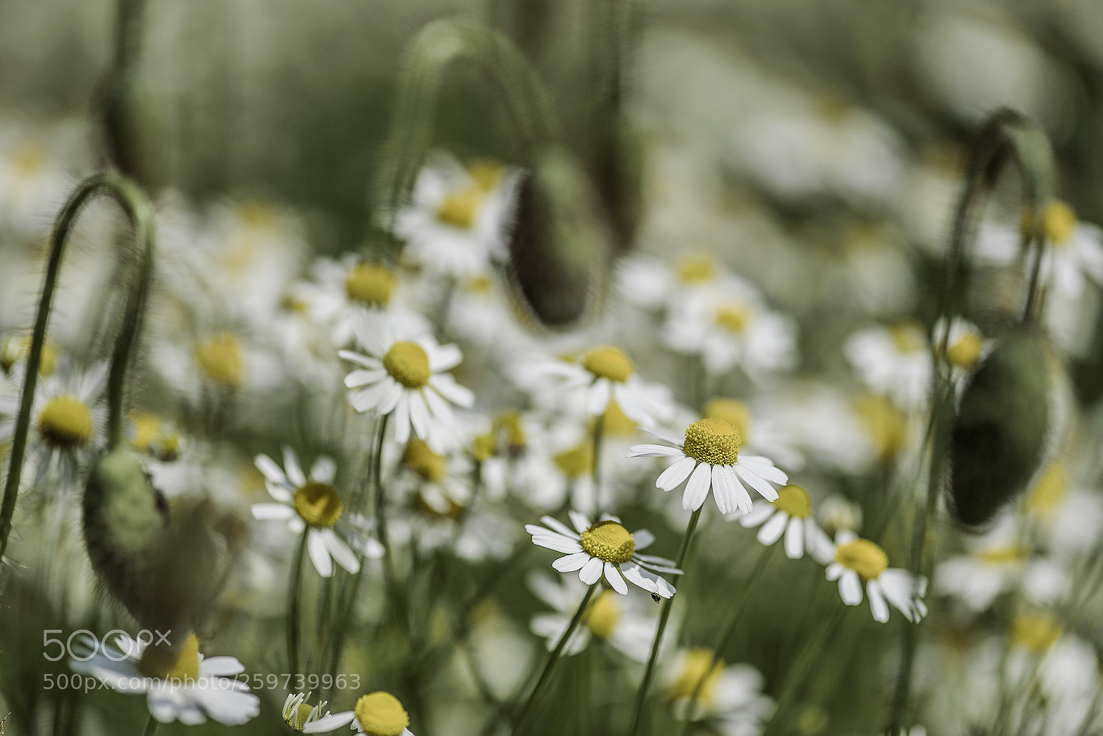 Nikon D750 sample photo. Camomile photography