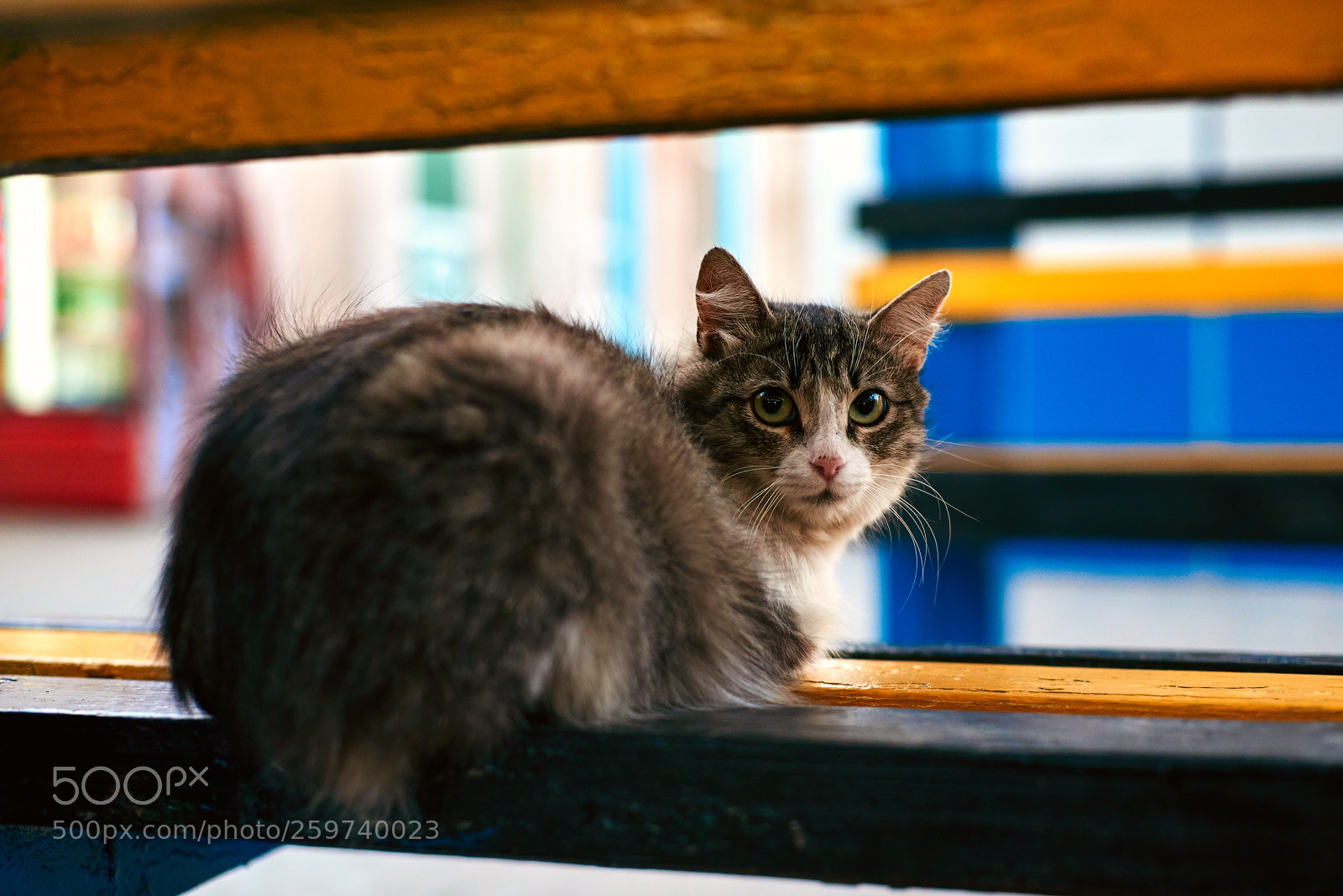 Nikon D750 sample photo. Wandering cat photography
