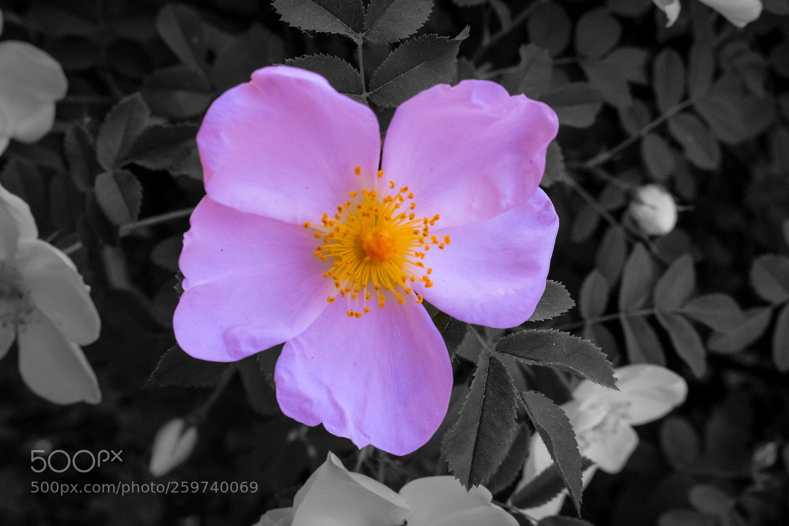 Canon EOS 700D (EOS Rebel T5i / EOS Kiss X7i) sample photo. Black and no white photography
