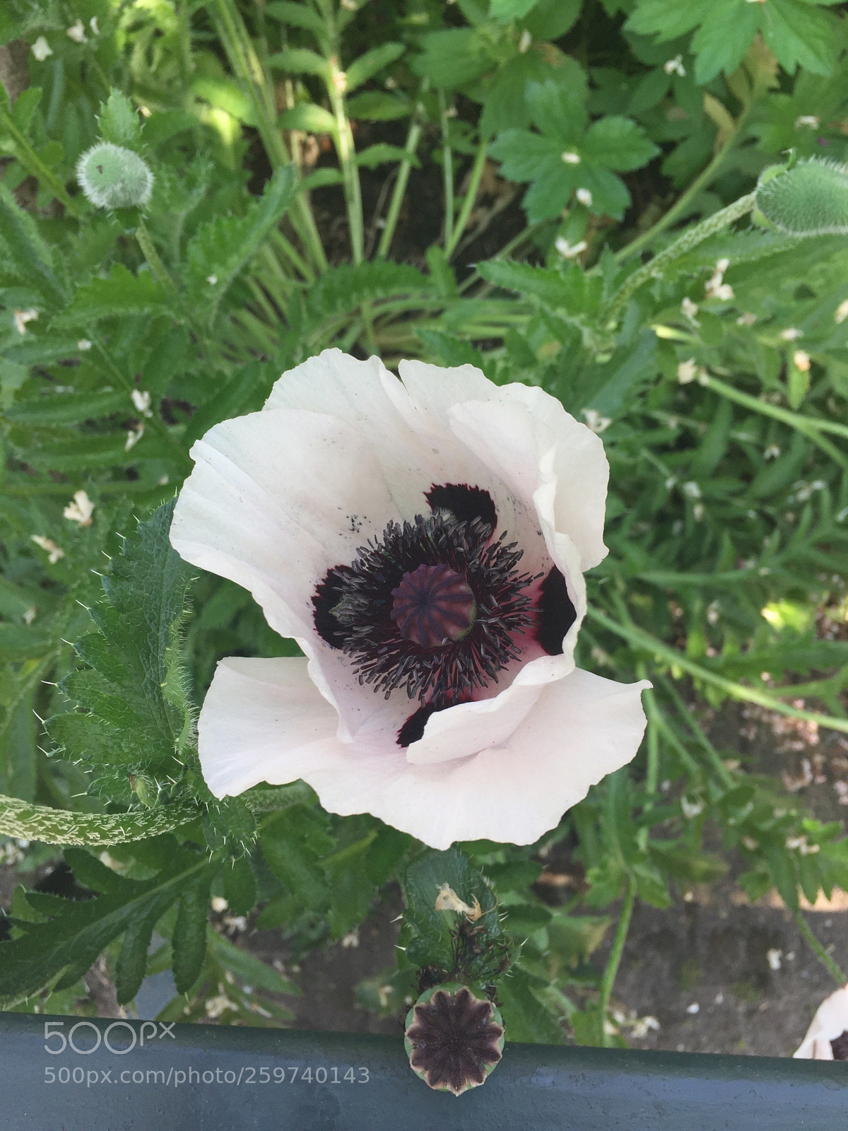Apple iPhone 6 sample photo. Untitled photography