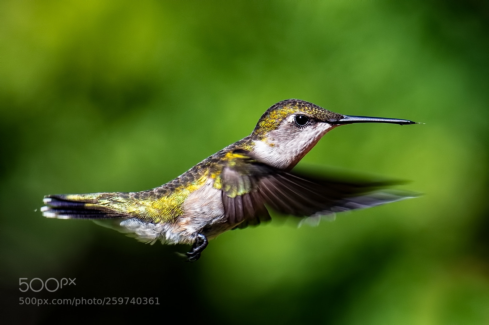 Nikon D850 sample photo. Hummingbird photography
