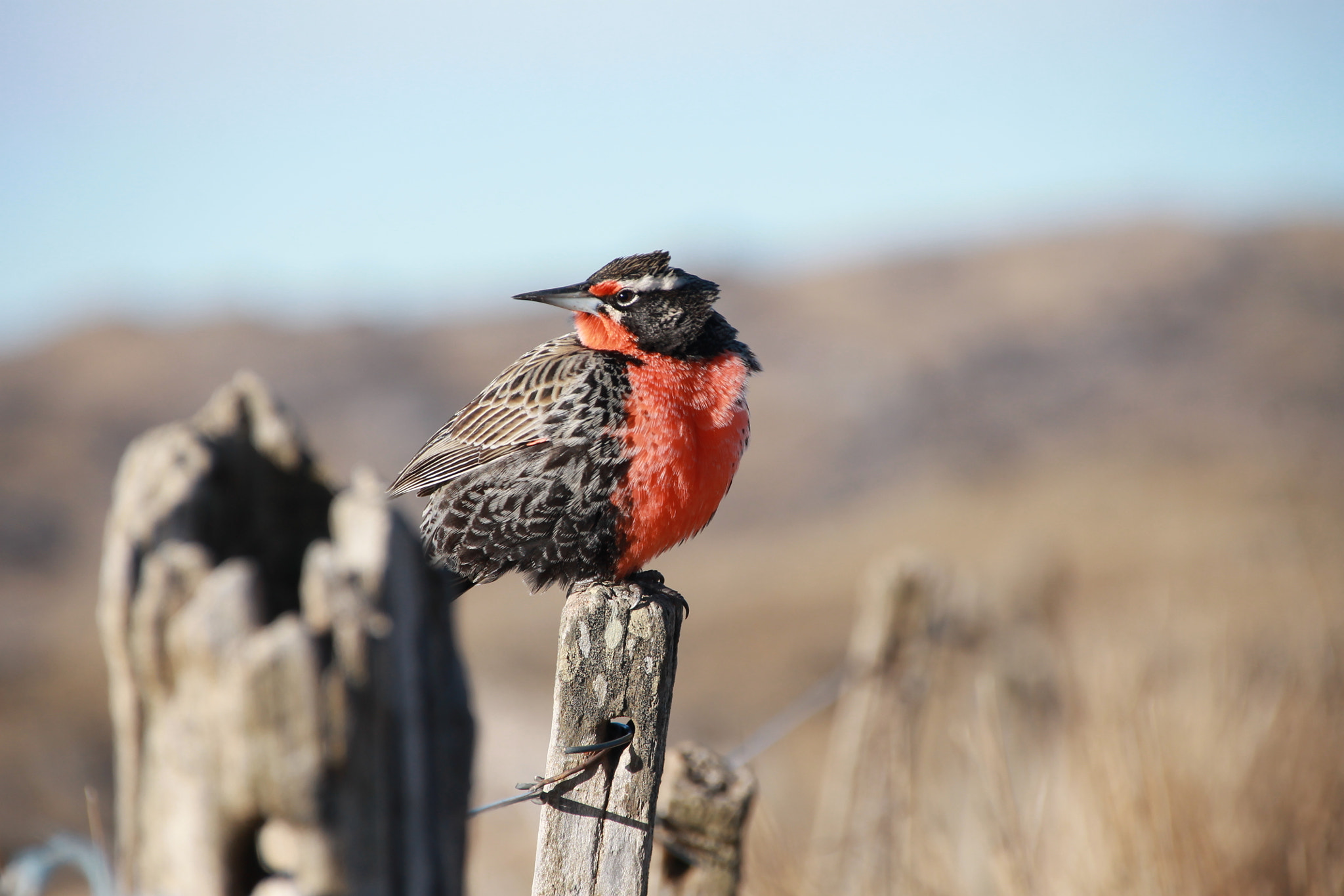 Sigma 18-250mm F3.5-6.3 DC OS HSM sample photo. Birds beauty photography