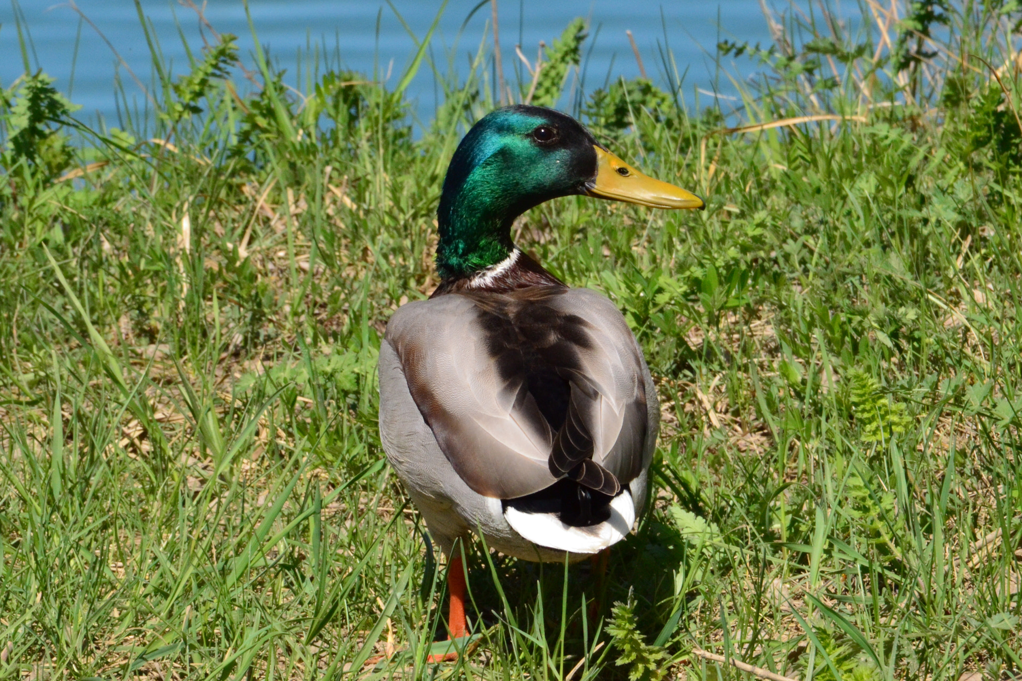 Nikon D3200 + Sigma 18-250mm F3.5-6.3 DC Macro OS HSM sample photo. Please, let me be photography