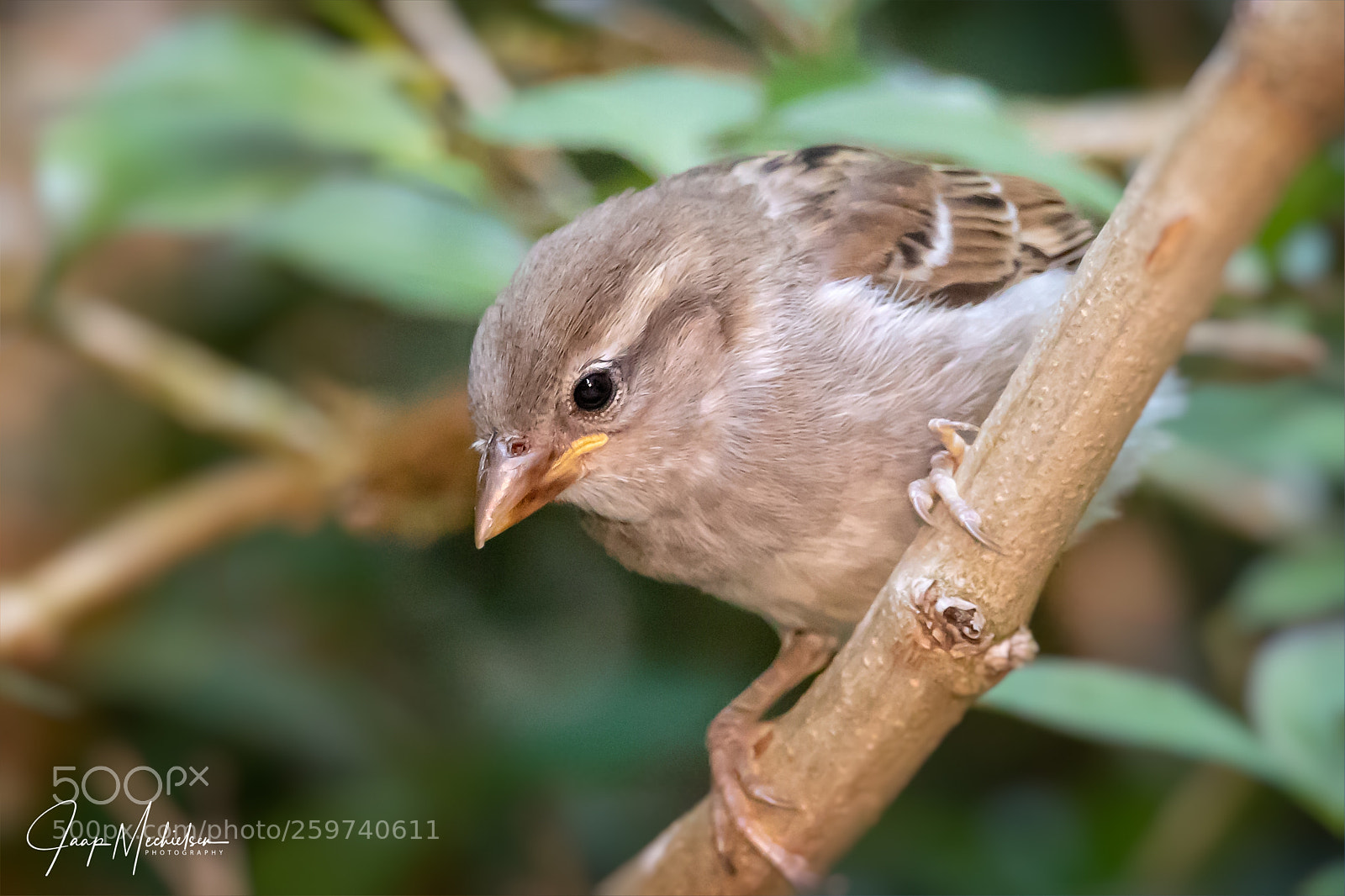 Canon EOS 7D Mark II sample photo. Female house sparrow photography