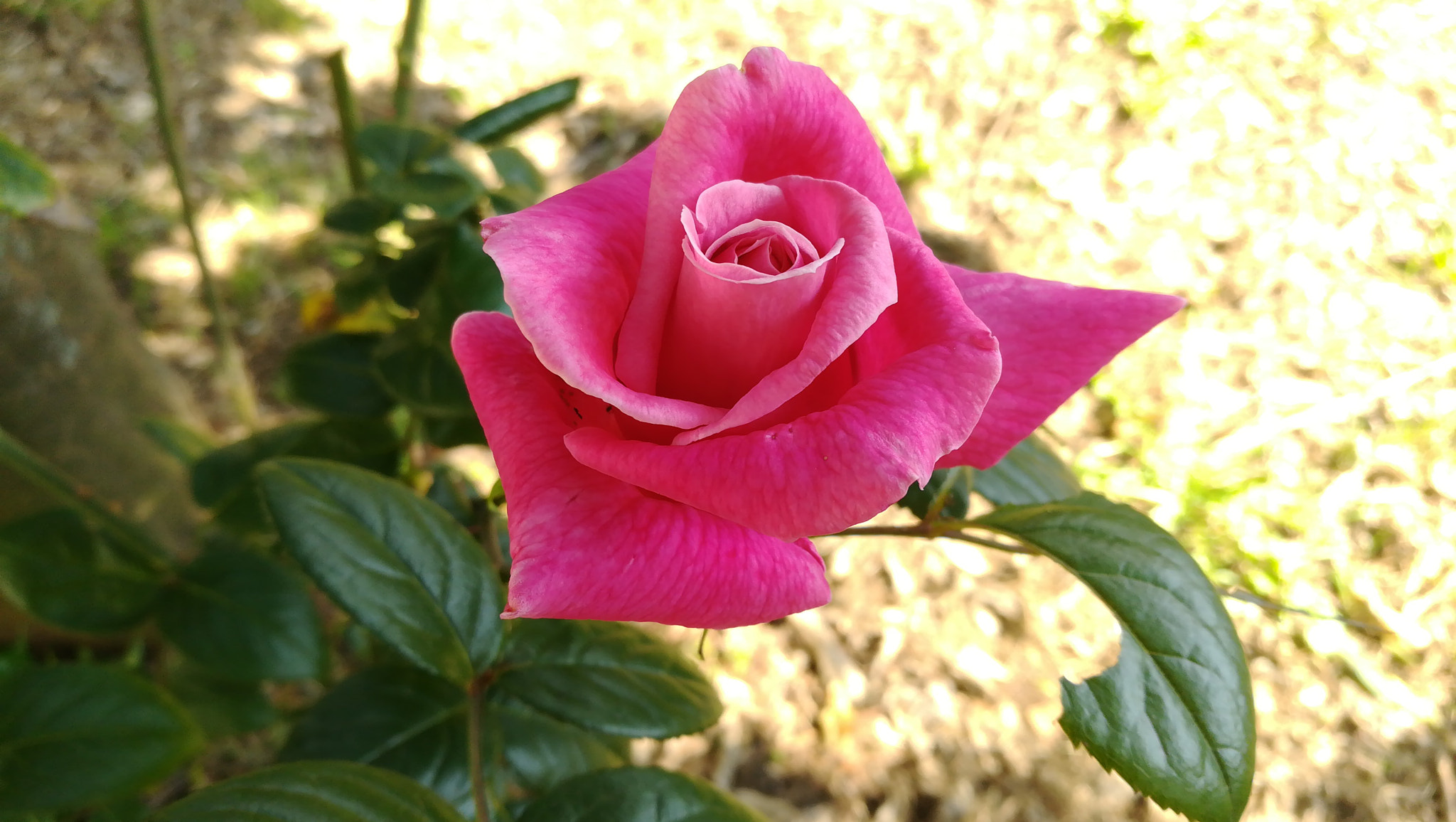 HUAWEI honor 6x sample photo. Rose in italian garden photography